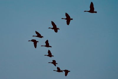 Flight of the geese 