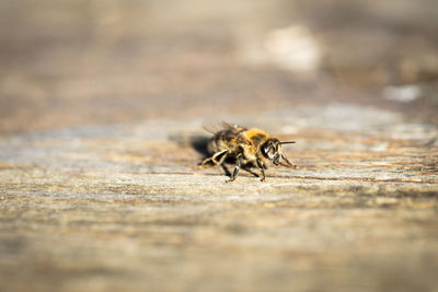 Close-up of bee on wood