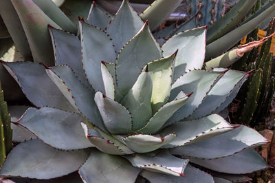 Close-up of succulent plant