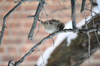 Bird perching on branch