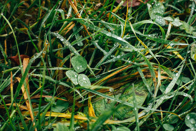 Close-up of wet grass in field