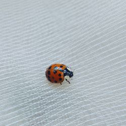 Close-up of ladybug on leaf