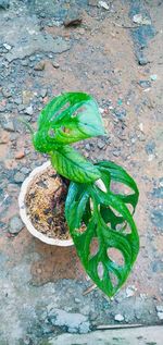 High angle view of leaf on concrete wall