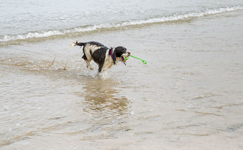 Dog running on beach