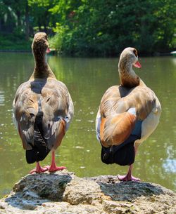 Ducks on rock at lakeshore