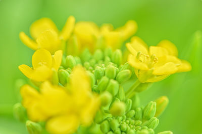 Close-up of white flowers