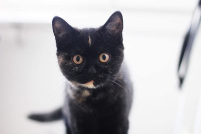 Close-up portrait of black cat