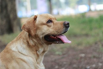 Close-up of dog