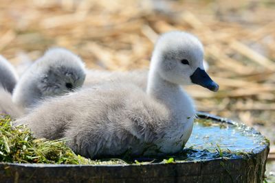 Close-up of cygnets during sunny day