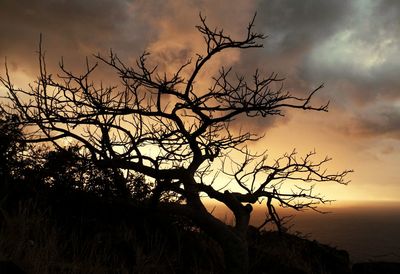 Bare trees against cloudy sky