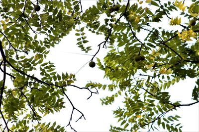 Low angle view of tree against sky