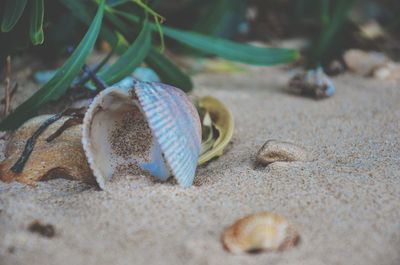 Close-up of seashell on beach