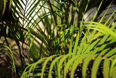 plant