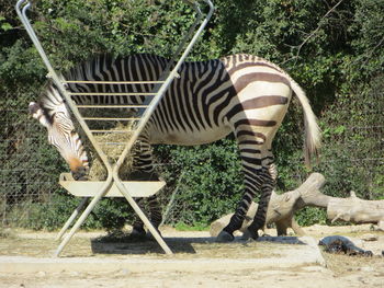 Side view of two horses in zoo