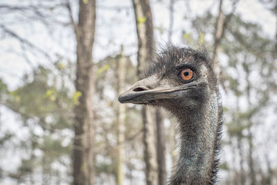 Close-up of a bird looking away