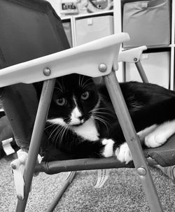 Portrait of cat lying on chair