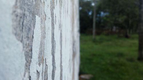 Close-up of tree trunk