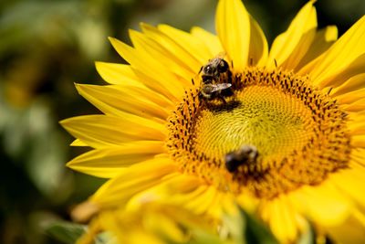 Close-up of bee on yellow sunflower