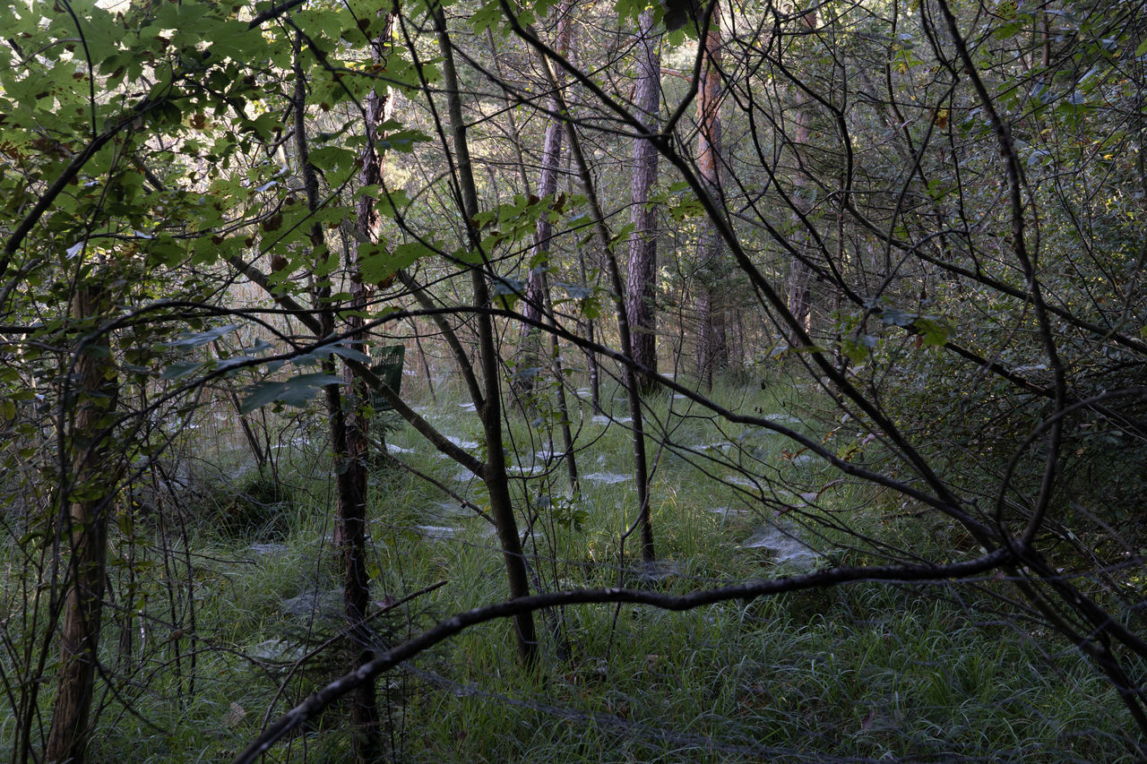 SCENIC VIEW OF FOREST