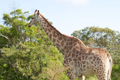 Low angle view of giraffe standing on tree