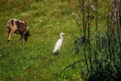 View of birds on land