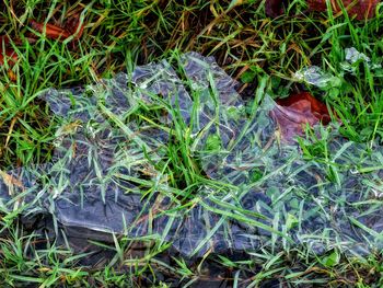 Plants growing on grassy field