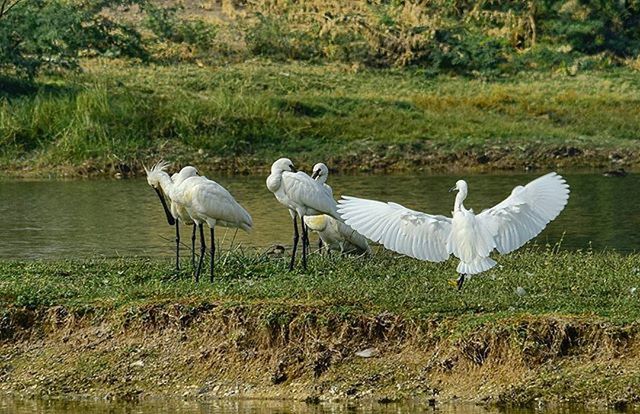 animal themes, grass, field, bird, wildlife, animals in the wild, standing, nature, full length, white color, landscape, walking, grazing, beauty in nature, tree, tranquil scene, day, tranquility, two animals, growth