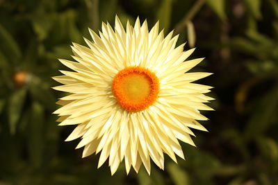 Close-up of yellow flowering plant