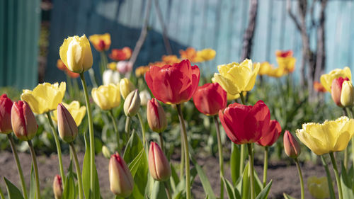 Close-up of multi colored tulips