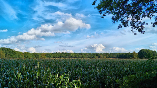 Scenic view of field against cloudy sky