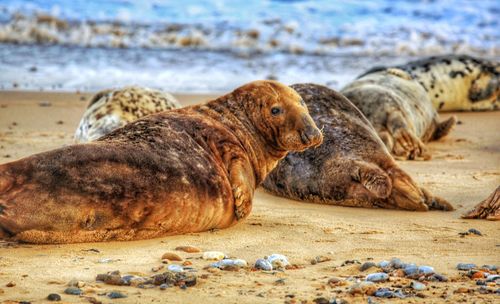 High angle view of seal lying on beach