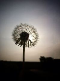 Close-up of dandelion flower