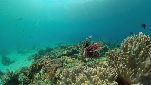 Coral reef underwater with tropical fish. hard and soft corals, underwater landscape. 