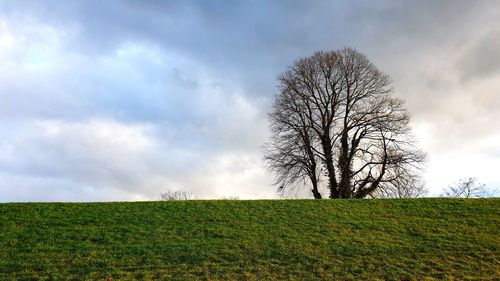 Bare tree on field against sky