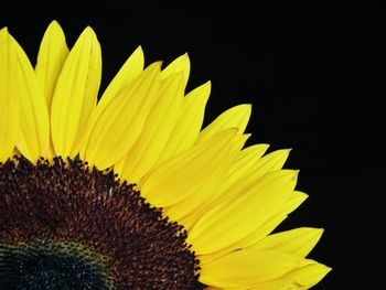 Close-up of sunflower against black background