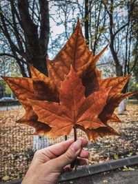 Cropped image of person holding maple leaf