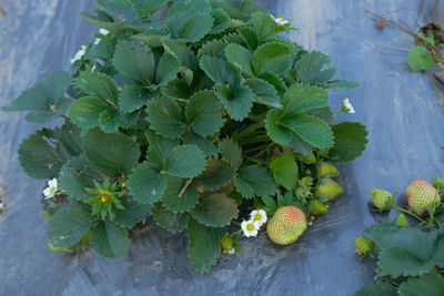 High angle view of berries growing on plant