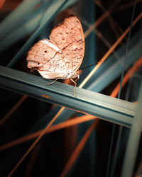 Close yp of butterfly take a rest on grass blade