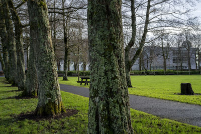 Trees in park