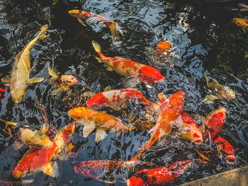 High angle view of koi carps swimming in pond