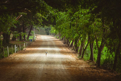 Dirt road amidst trees in forest