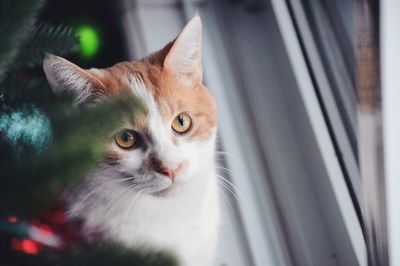 Close-up portrait of cat