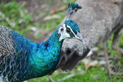 Close-up of peacock