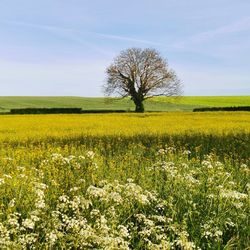 Scenic view of field against sky