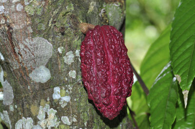 Close-up of red flower growing on tree trunk