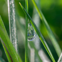 Close-up of water drops on grass