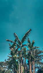 Low angle view of coconut palm tree against blue sky