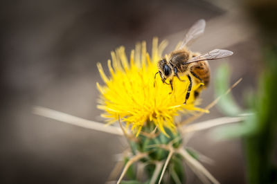 Close-up of bee on yellow flower