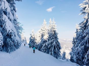 Snow covered trees against sky