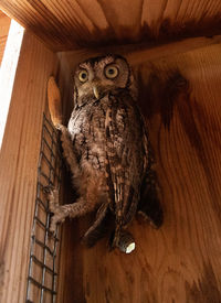 Alert female eastern screech owl megascops asio in a nest box in bonita springs, florida